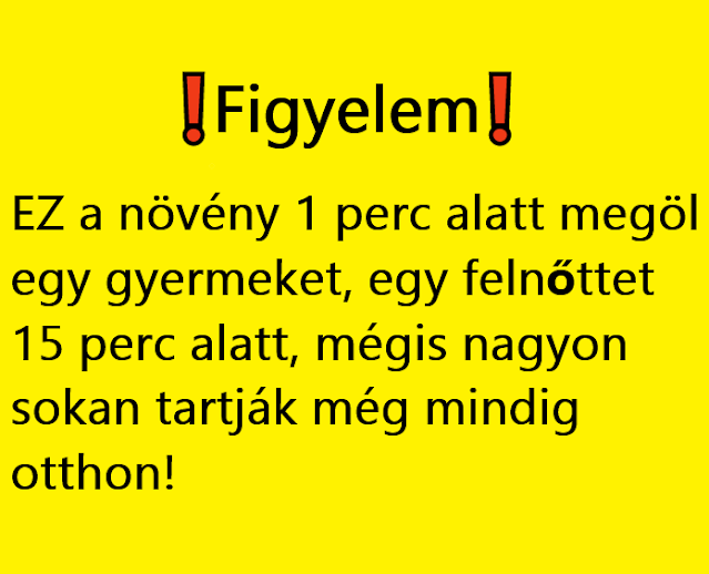 Kiadták a figyelmeztetést! EZ a növény 1 perc alatt megöl egy gyermeket, egy felnőttet 15 perc alatt, mégis nagyon sokan tartják még mindig otthon!